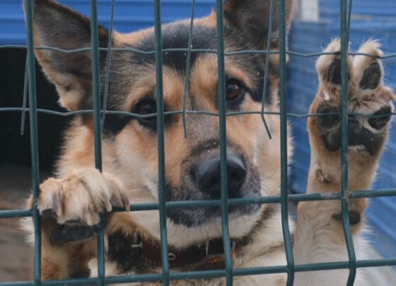 Итоги недели: помощь приюту, поддельная банкнота, насекомые-энтомофаги, артели без выплат