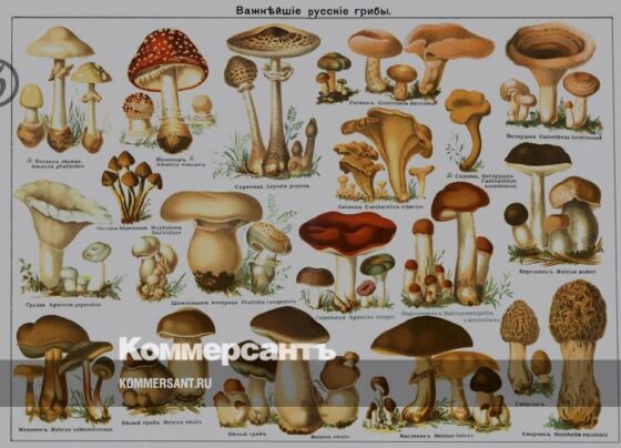 «Составляют любимейший продукт» – Картина дня – Коммерсантъ