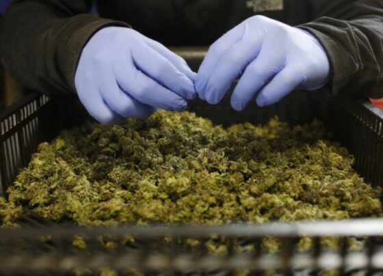 InterCure: доходы, прибыль оказались ниже прогнозов в Q1