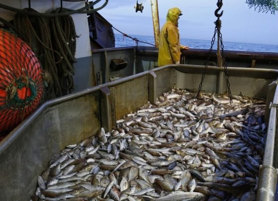 Акции «Инарктики» упали на усилении запрета США на ввоз российской рыбы