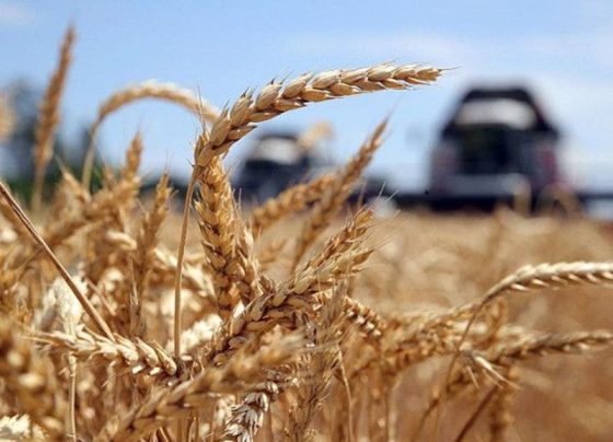 В Париже заявили, что Россия хочет захватить 30% рынка экспорта зерна