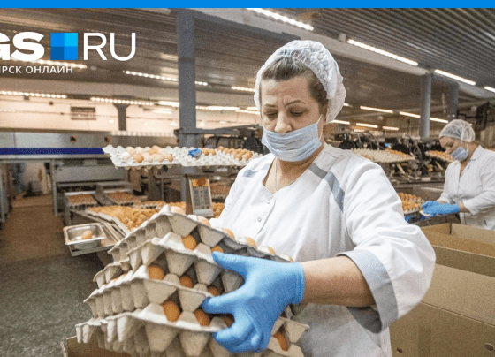 Резко потребовались для вакцин: названа еще одна причиа «яичного кризиса» - Новости Новосибирска – ngs.ru